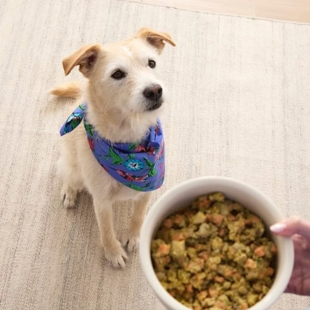 Printfresh Hummingbird Haven - Pet Bandana - Crocus Medium